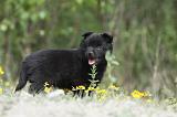 SCHIPPERKE 535